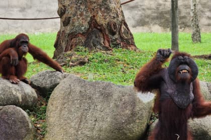 a famosa safari wonderland